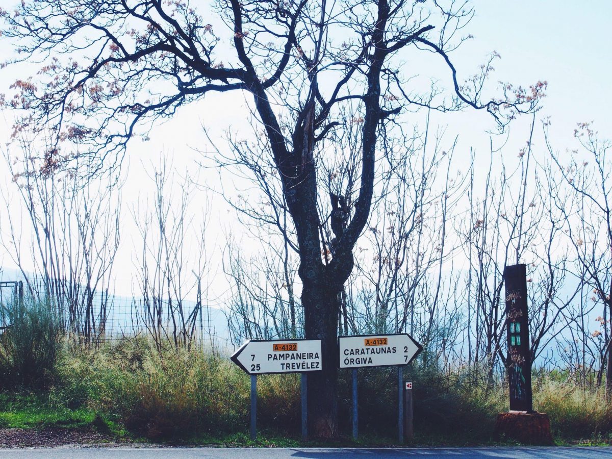 A tall tree with no leaves. Two white road signs at the bottom point in opposite directions towards small Spanish towns.
