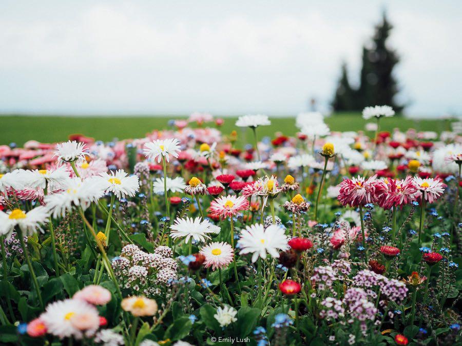 A close up of wildflowers.