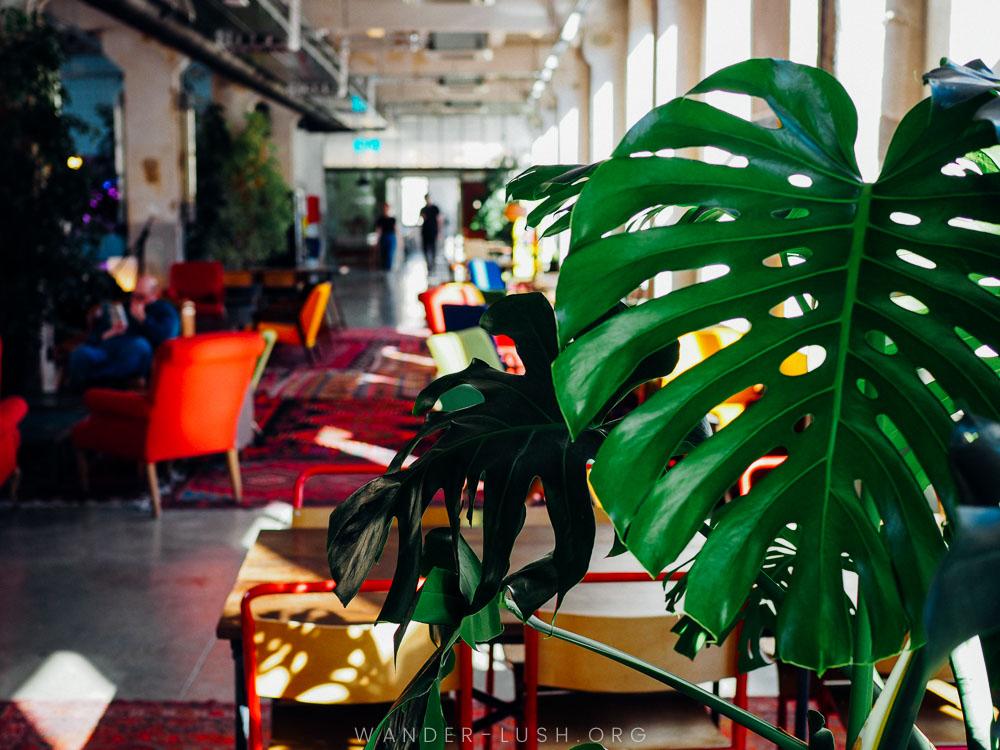 A room filled with colourful carpets and chairs, and leafy plants.