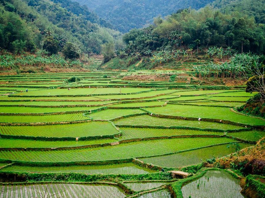 Green rice fields in Pu Luong Nature Reserve, Vietnam.