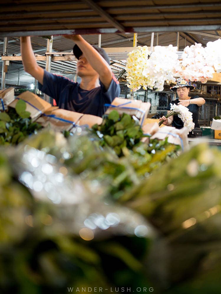A male vendor stacks bunches of roses at the Quang Ba Flower Market in Hanoi, Vietnam.