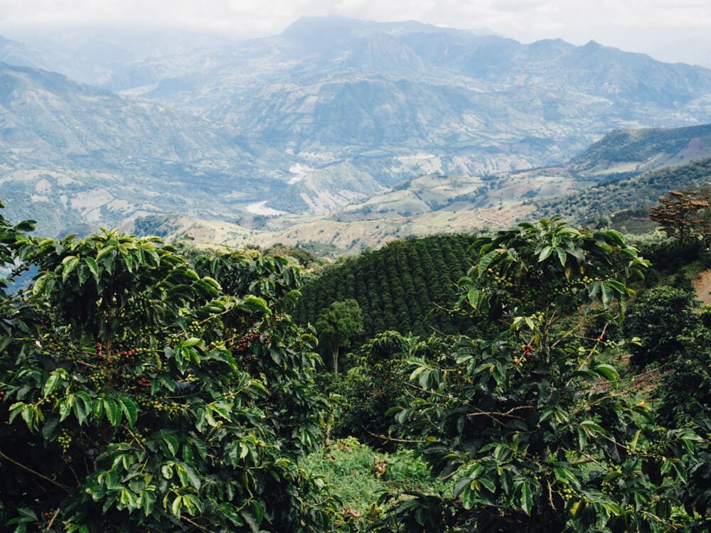 Our journey from Medellin to Jardin with LandVenture Travel was one of the highlights of our time in Colombia. Here's what a coffee tour Colombia entails. Perfect rows of coffee trees set against a backdrop of Andean mountains.