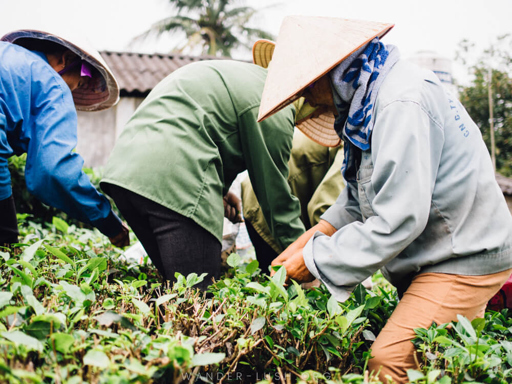 Women dressed in conical hats pick tea leaves in Thai Nguyen, Vietnam.