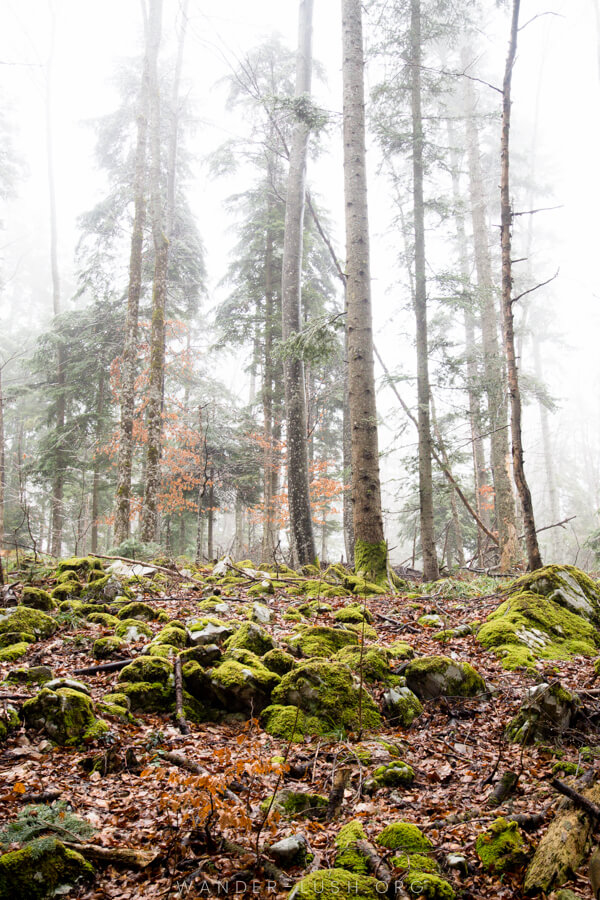 Visiting Serbia Tara National Park in spring.