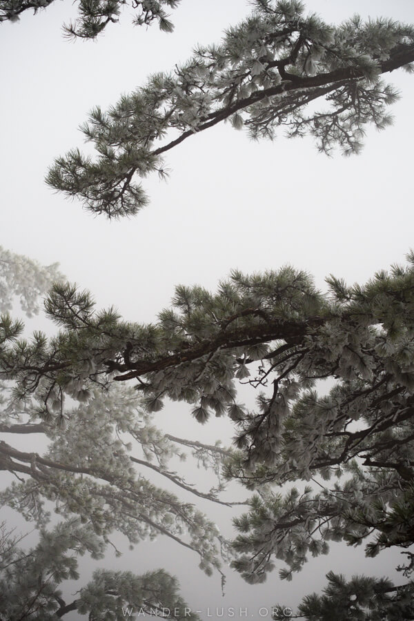 Spring frost in Tara National Park in Serbia.