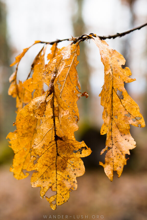 Fall foliage in Bosnia and Herzegovina.