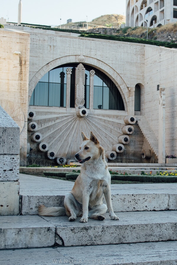 A dog sits on the stairs of the Yerevan Cascade. 