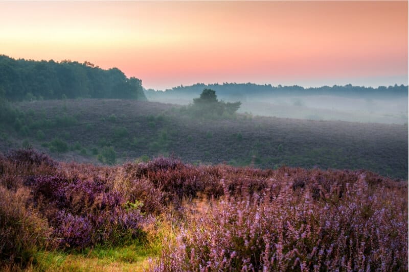 A field of heather.