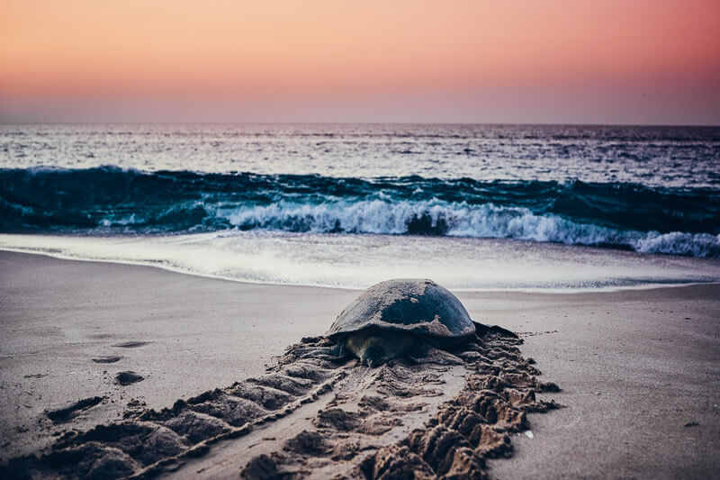 A large turtle makes its way down the beach in Oman.