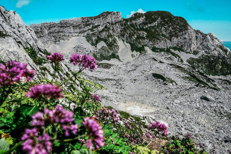 Grey mountains and purple wildflowers in Montenegro's Durmitor National Park.