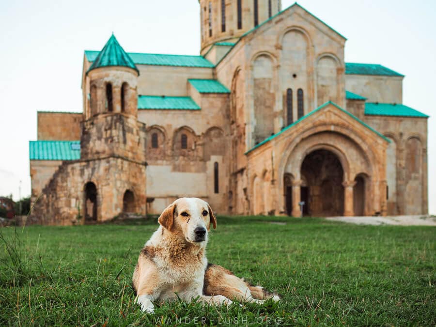 A cute dog sits in the grass in front of Bagrati Cathedral.