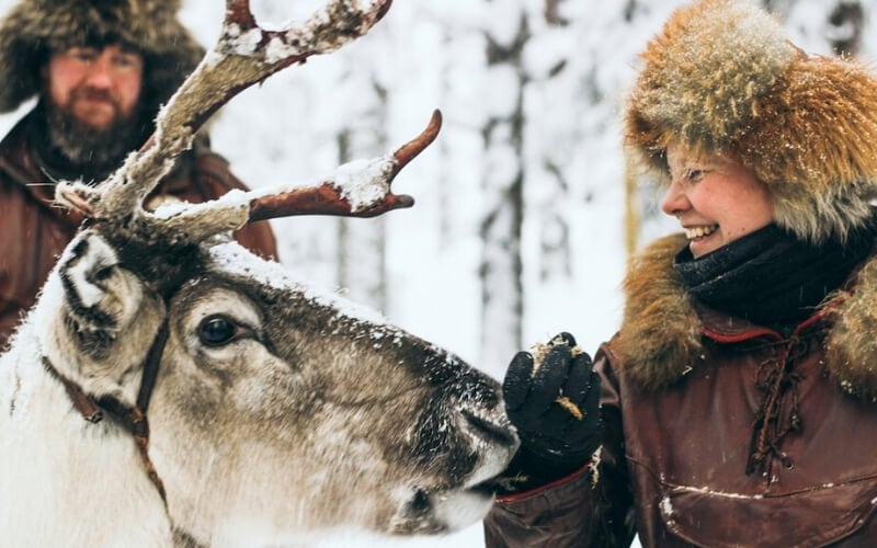 Reindeer in the Northern Arctic.