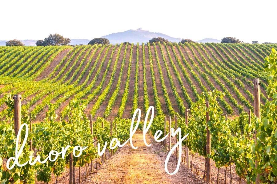 Vineyards stretch over rolling hills in Portugal's Douro Valley.