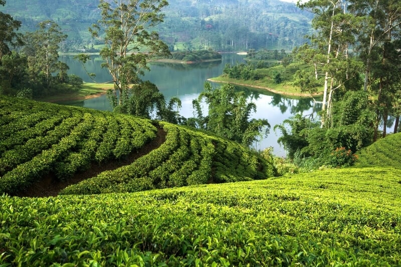 Lush green tea fields lead down to a lake in Sri Lanka's hill country.
