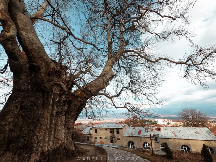 A giant tree overhangs old buildings in Telavi city.