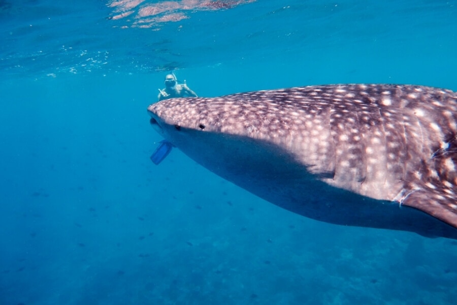 A person swims with a whale shark in the Maldives.
