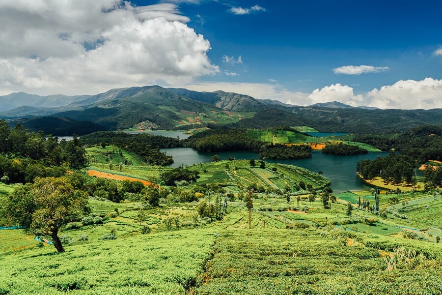 Tea fields leading to a lake in Nilgiri, India.