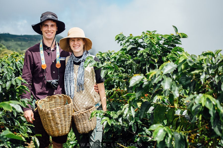 Two people picking coffee cherries in Colombia.
