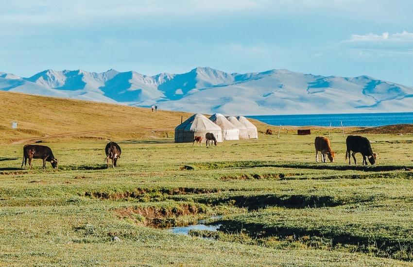 Huts and cows on a grassy plain whilst Nomadic camping in Kyrgyzstan.