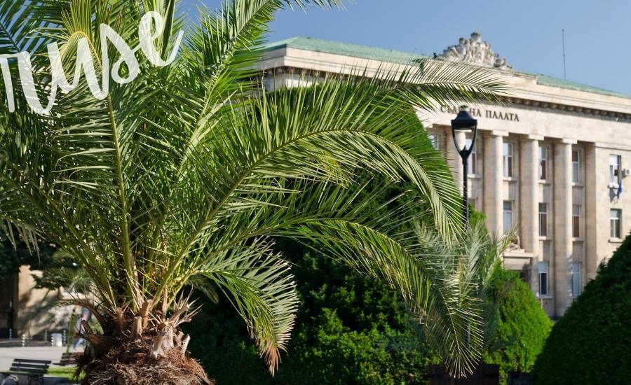 Leafy trees and classical architecture in the port city of Ruse, Bulgaria.
