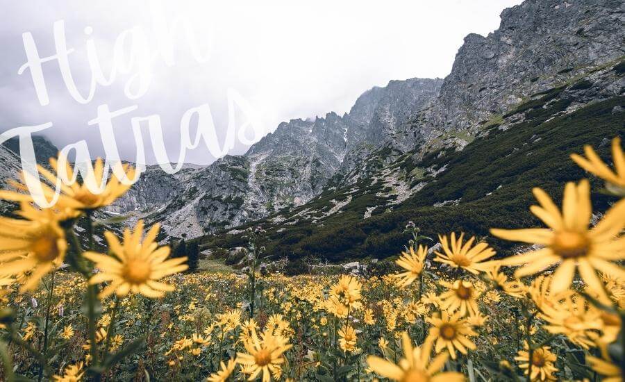 High mountains and wildflowers in Slovakia's High Tatras.