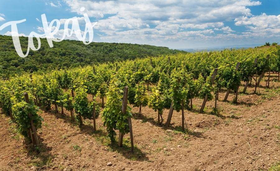 Tokaj wine region, a beautiful landscape of vineyards in Slovakia.