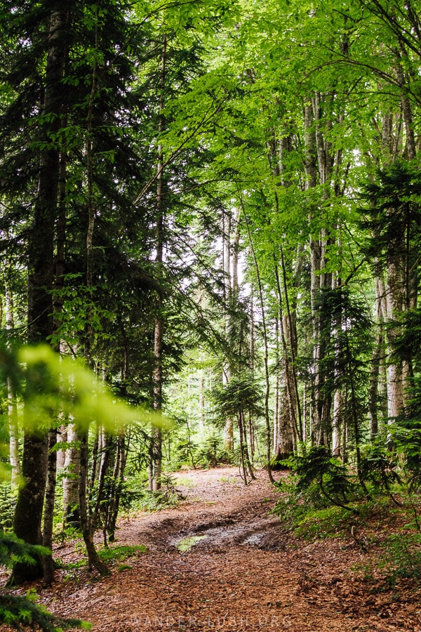 A green leafy forest in Racha, Georgia.