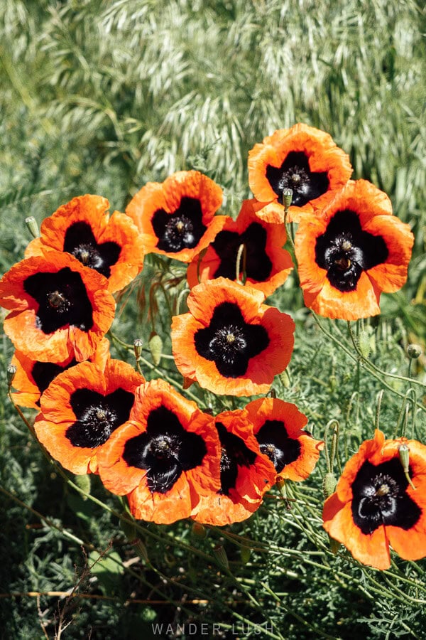 Wild poppies on the grass at Vardzia in spring.