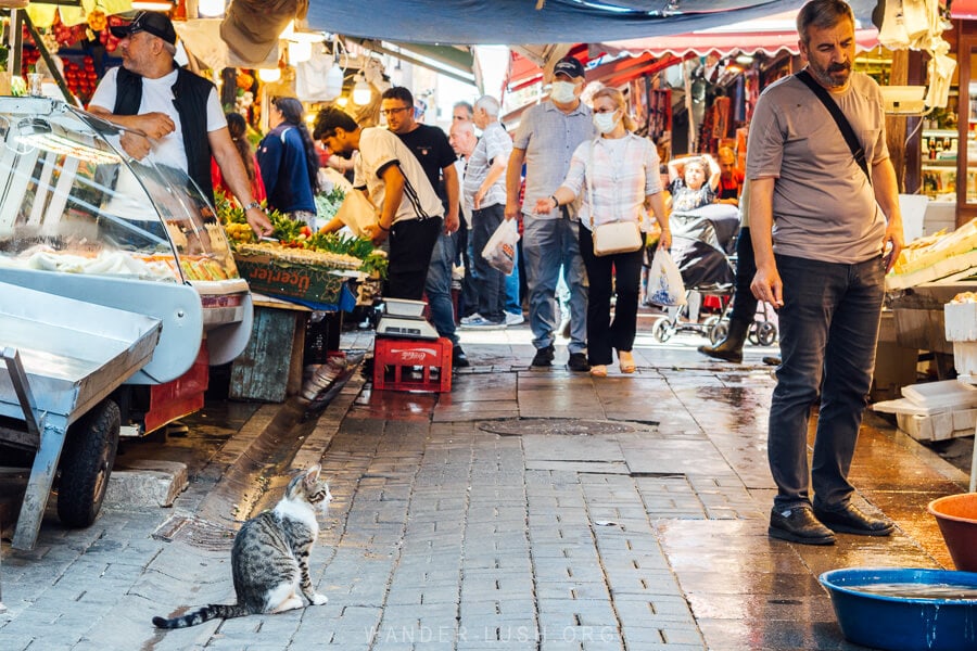 A cat looking longingly at a tank at a fish market in Uskadar, Istanbul.