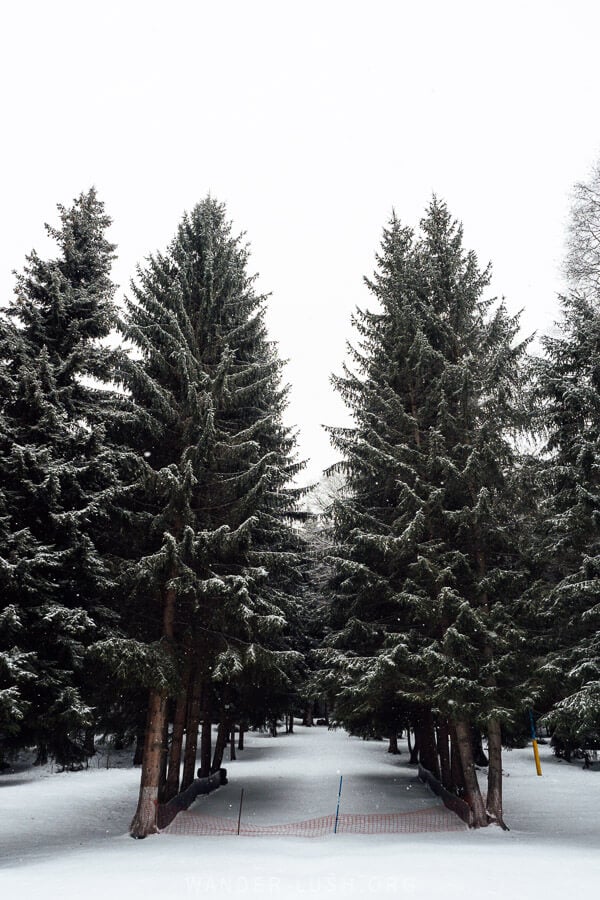Tall trees at Amiran's Park in Bakuriani in winter.