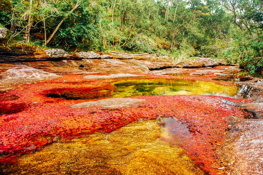 Water flows into the Cano Cristales, the famous red river in Colombia.