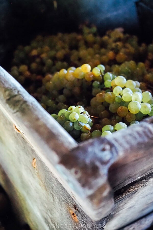 Green glistening grapes in a wooden crate on a vineyard in Georgia during the Rtveli wine vintage.