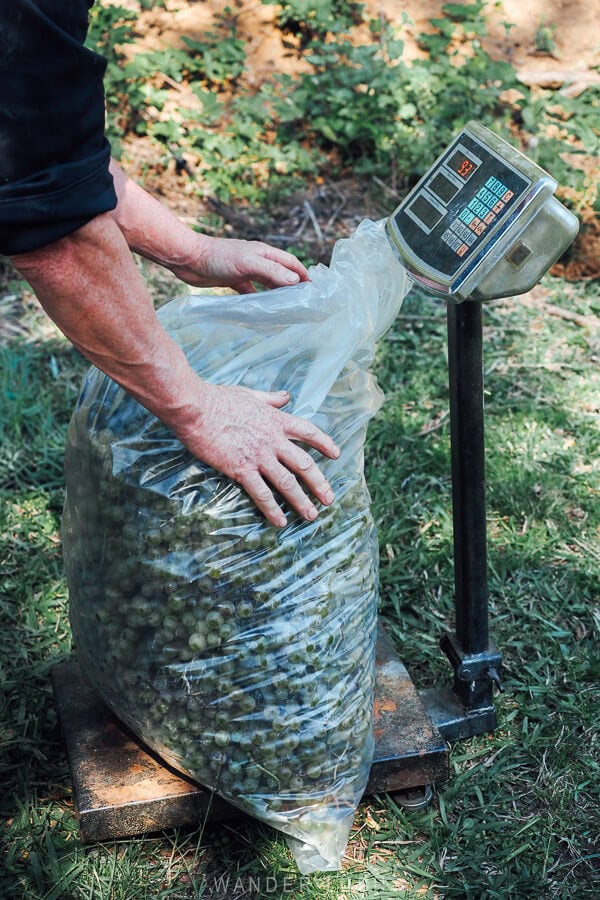 A man weighs a bag of grapes on a vineyard in Georgia during the Rtveli harvest.