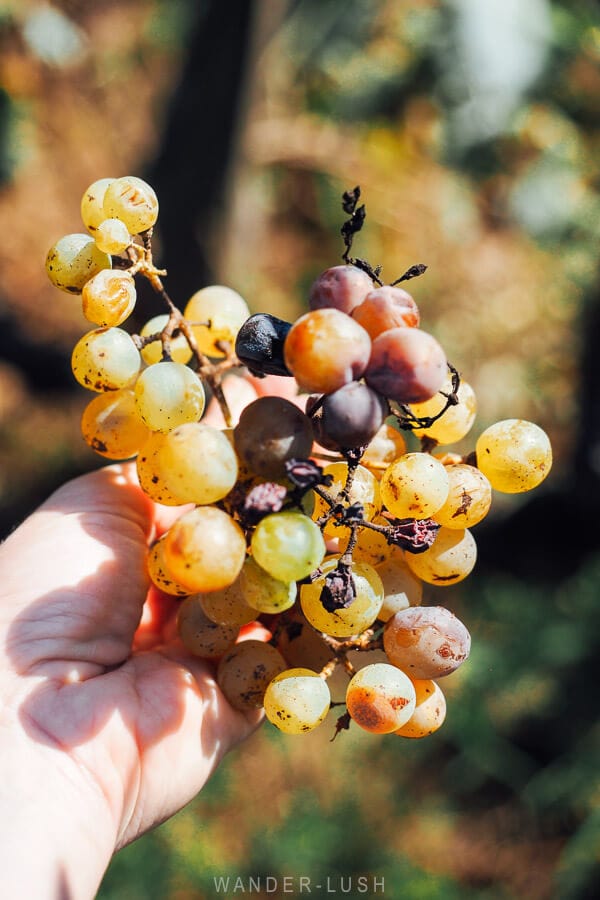 A hand holding a bunch of grapes, freshly plucked from the vine during the Rtveli harvest in Georgia.