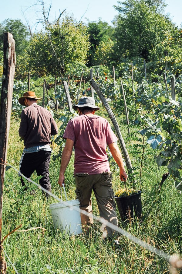 Two men walk through a vineyard in Georgia carting buckets full of grapes.