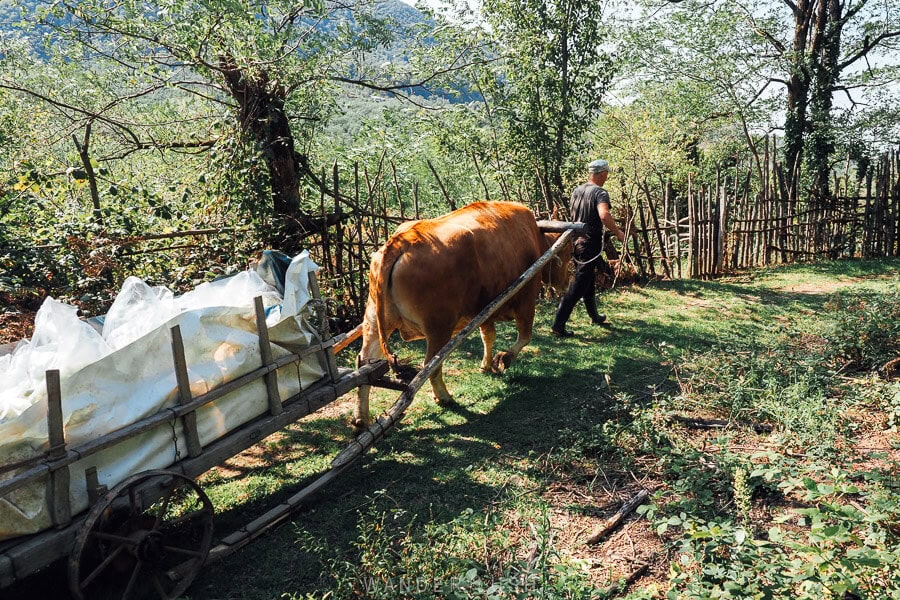 An ox cart carries bags of freshly picked grapes off a vineyard in Imereti during the annual Rtveli wine harvest.