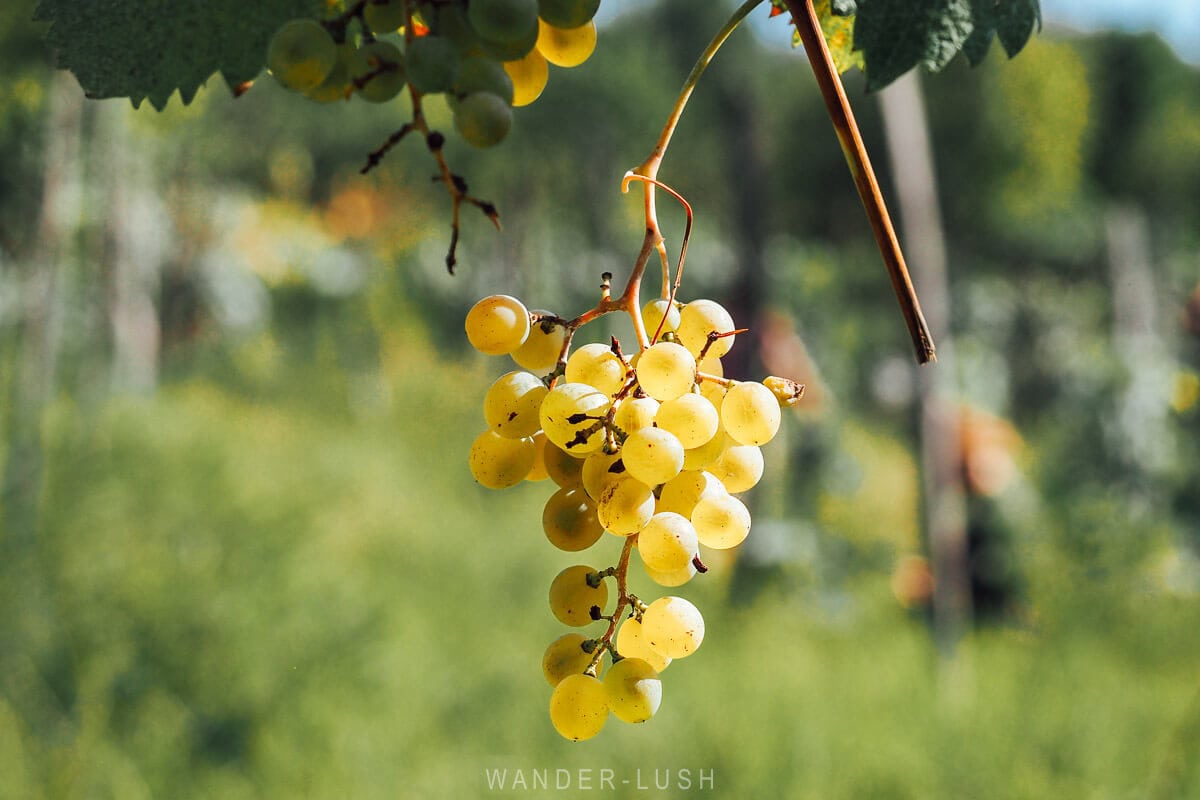 A bunch of white grapes hanging on the vine in a vineyard during the autumn Rtveli harvest in Georgia.
