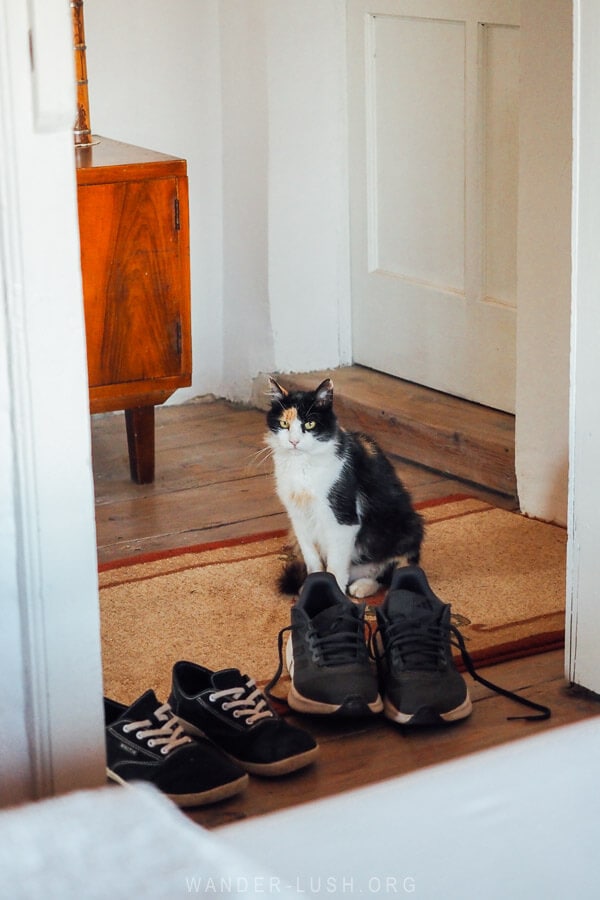 A cat peering into a hotel room inside the castle in Berat.