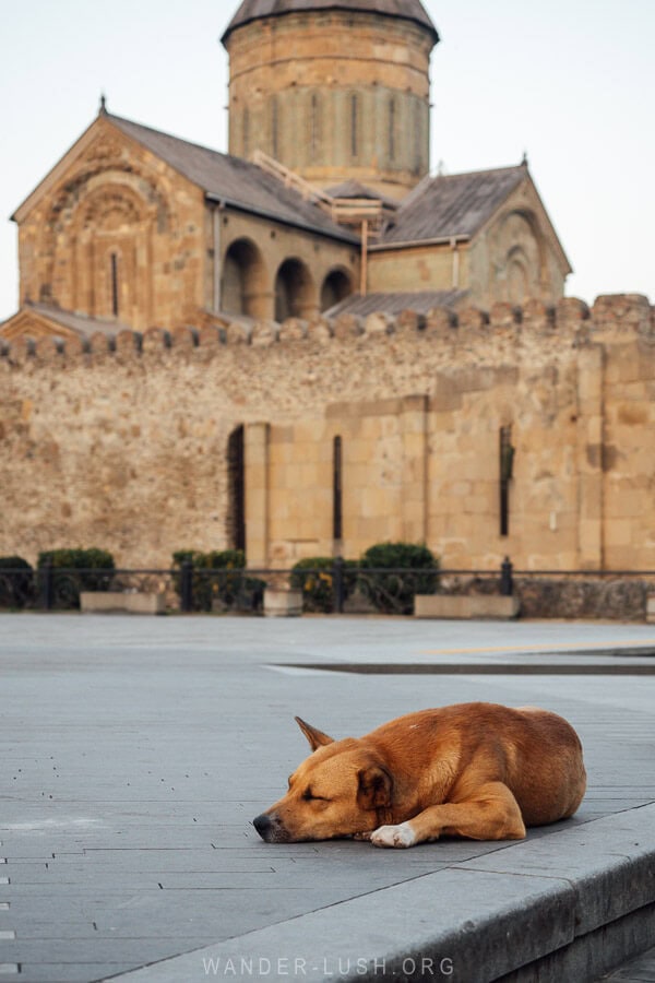 A stray dog sleeps peacefully on the pavement in front of Svetitskhoveli Cathedral in Mtskheta.