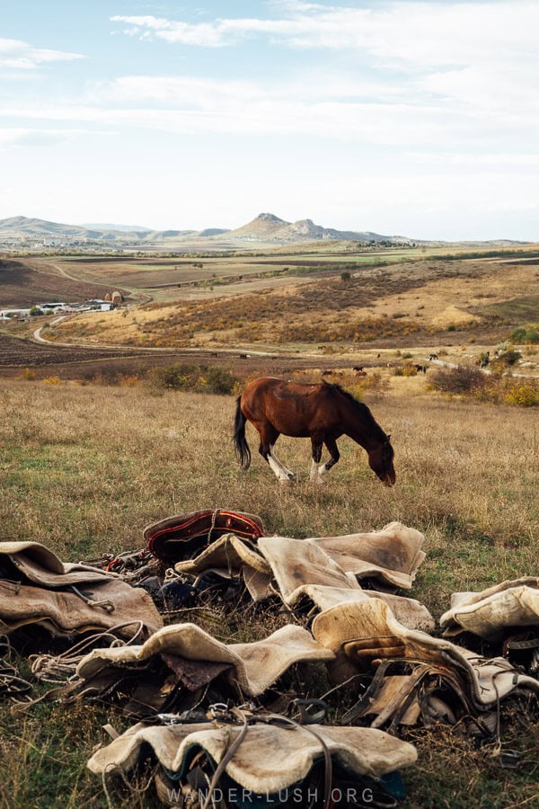 A brown horse grazes on dry grass behind a pile of leather saddles during the Tusheti Transhumance in Georgia.