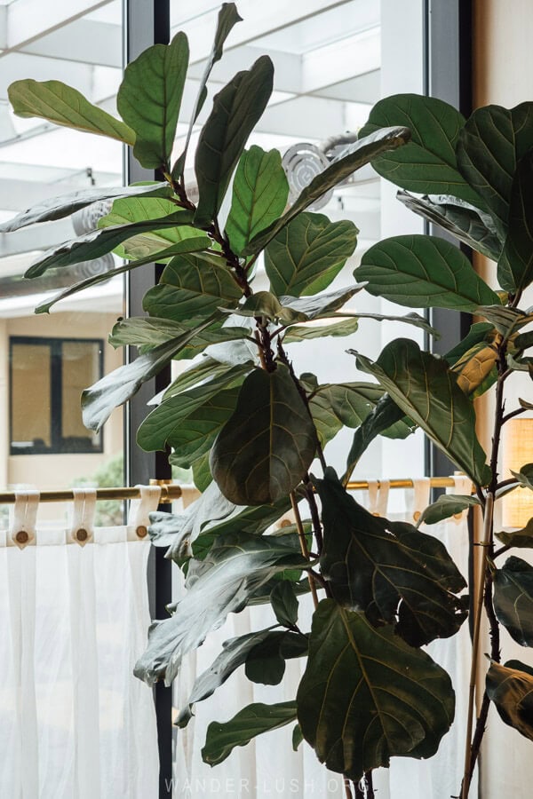 A leafy fig plant.