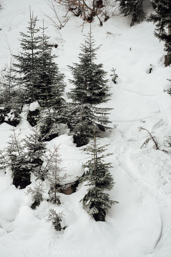 Small evergreen trees dusted with snow on a hillside in Mestia, Georgia, creating a peaceful winter scene.