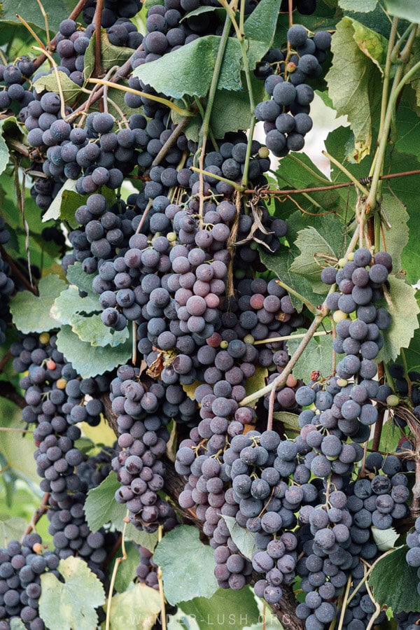 Vines thick with purple grapes in the Racha wine region of Georgia.