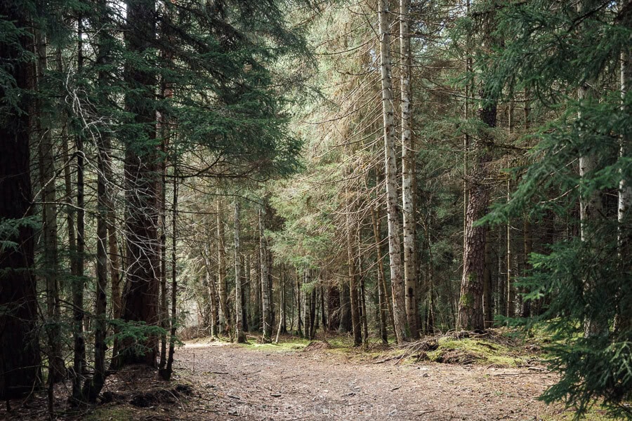 A forest trail through evergreen trees inside Borjomi-Kharagauli National Park in Georgia.