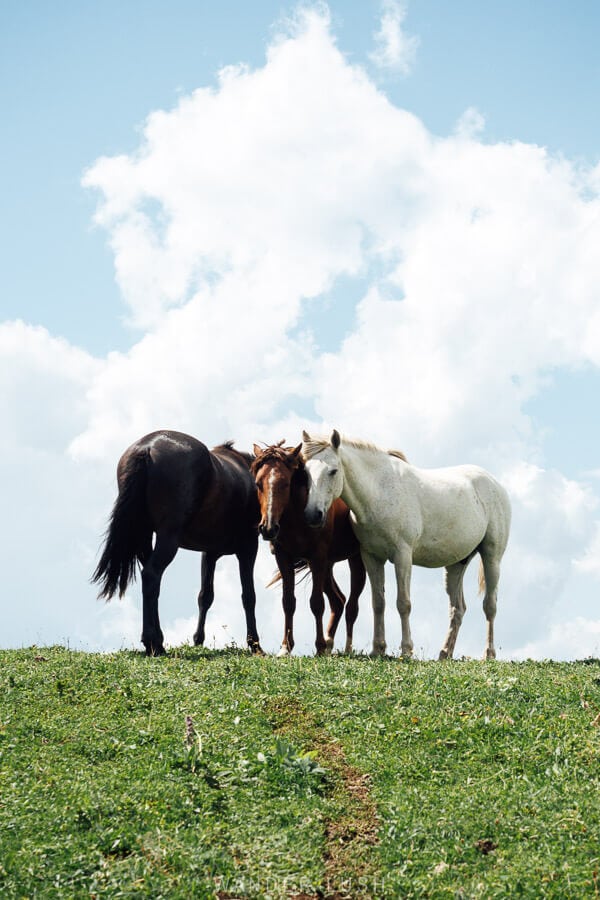 Three horses huddle together on the crest of a hill.