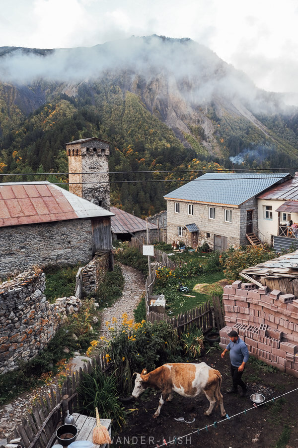 A man prepares to milk his cow in the yard of a guesthouse in Adishi in the early morning, with fog rising above the traditional tower houses.